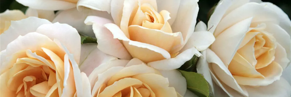 ROSEN FüR DEN KüBEL