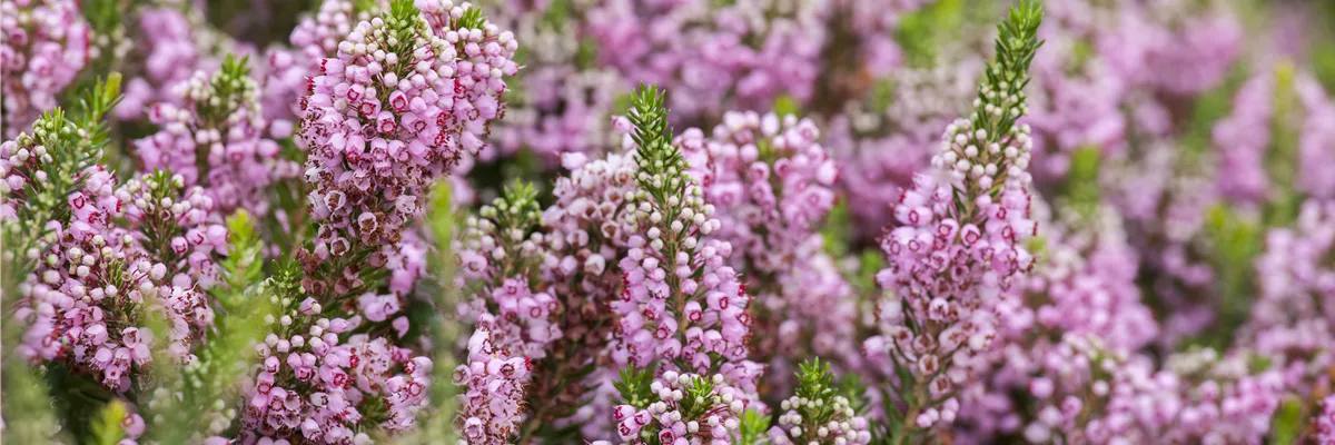 Erica vagans 'St. Keverne'
