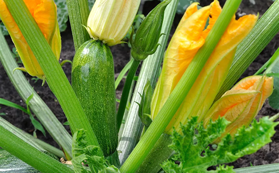 Gemüse-Jungpflanzen gewachsen in Eggenstein - Für eine reiche Ernte aus dem eigenen Garten!