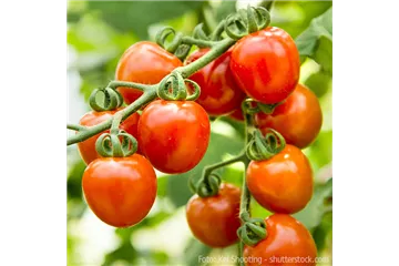 WIE GEHT... TOMATEN PFLEGEN?