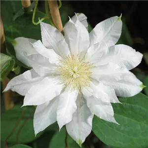 CLEMATIS! CLEMATIS!
