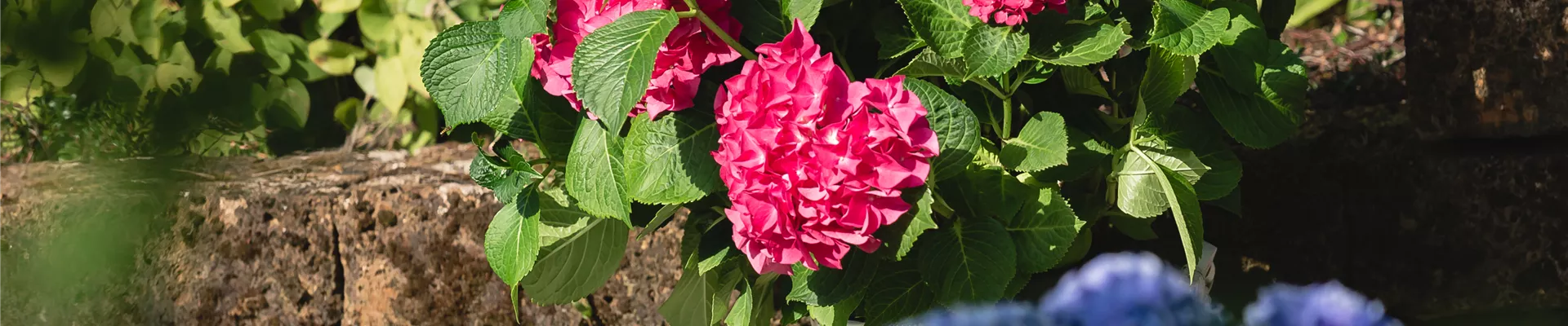 Hortensien auf Terrasse