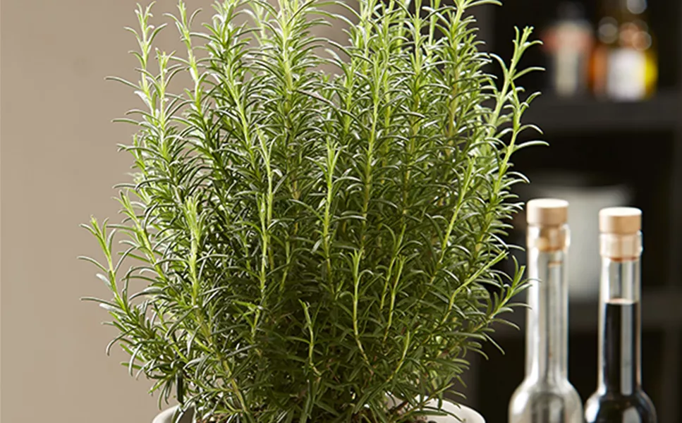 Gewachsen in Eggenstein! - Kräuter-Vielfalt aus eigener Anzucht