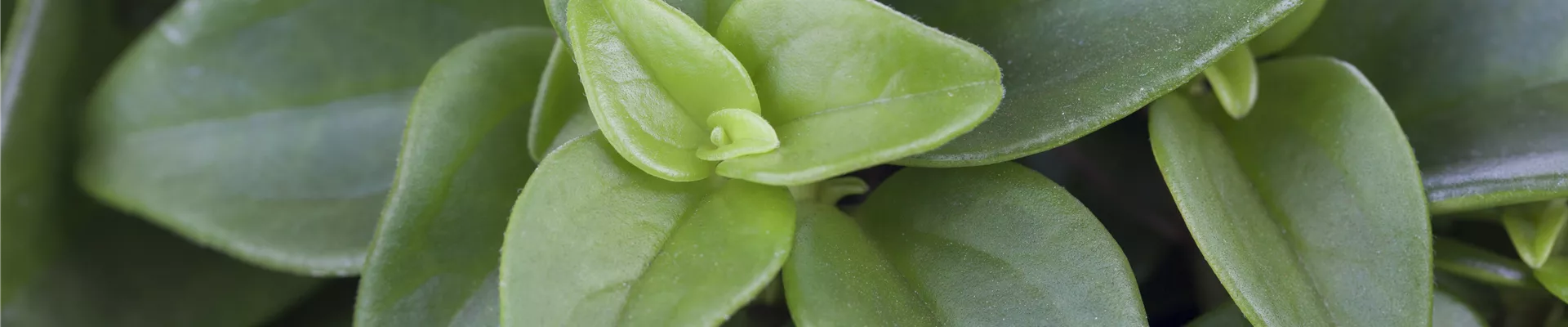 Peperomia rotundifolia