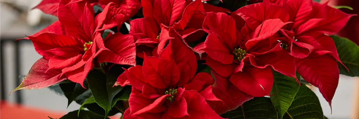 WIE GEHT... WEIHNACHTSSTERN PFLEGEN?