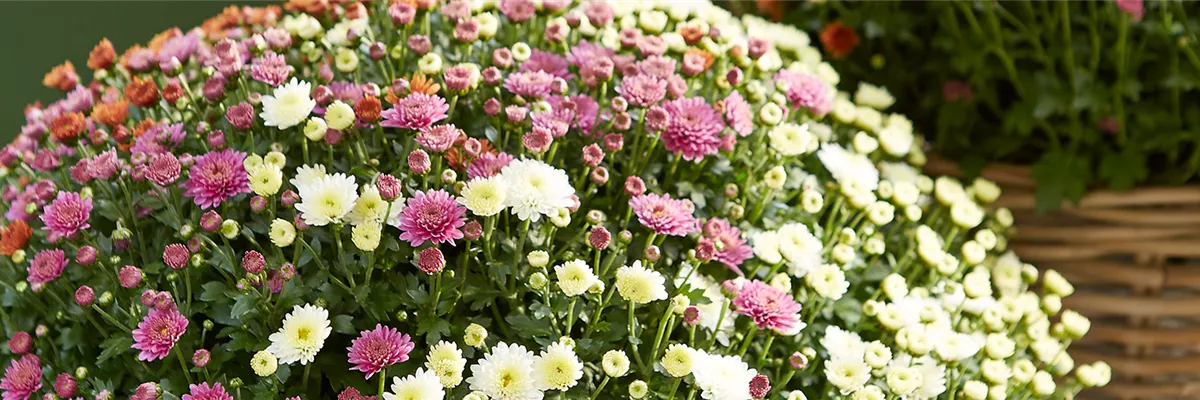 GARTENCHRYSANTHEME