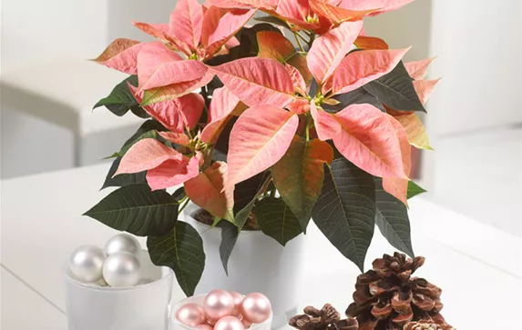 csm_Produktion_aktuell_Weihnachtssterne2_97f0e4c69b.png