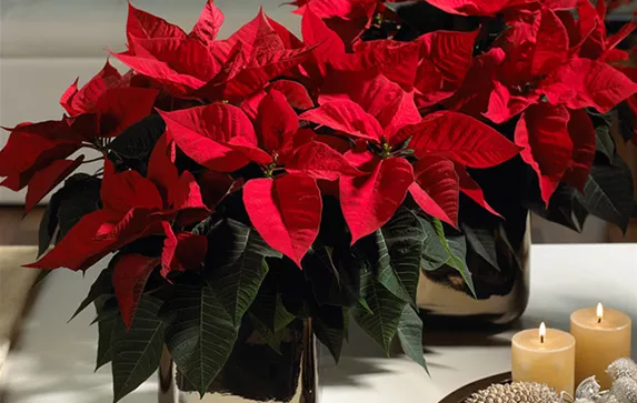 csm_Produktion_aktuell_Weihnachtssterne1_658fa39fe2.png