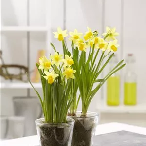 PFLANZE DES MONATS FEBRUAR: NARZISSE