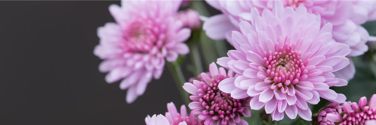 CHRYSANTHEME
