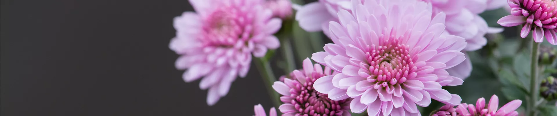 CHRYSANTHEME