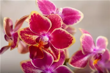 DIE ORCHIDEEN-KLASSIKER