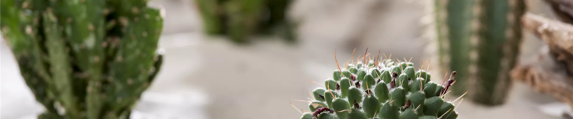 Cactus