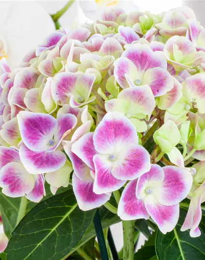 PFLANZE DES MONATS MÄRZ: ZIMMER-HORTENSIE