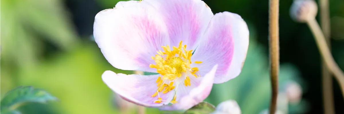 Anemone hupehensis 'September Charm'