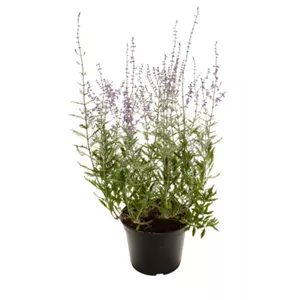 PFLANZE DES MONATS JULI: BLAURAUTE