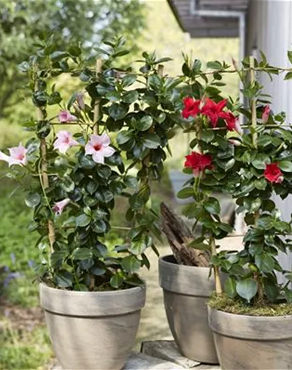 PFLANZE DES MONATS APRIL: DIPLADENIE