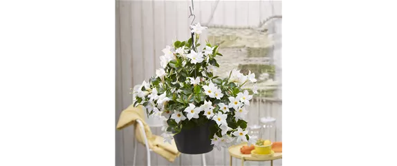 PFLANZE DES MONATS APRIL: DIPLADENIE