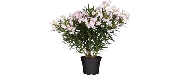 VOLLE BLüTE SOMMER! 