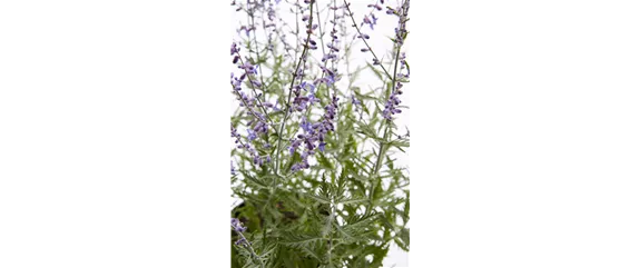 PFLANZE DES MONATS JULI: BLAURAUTE