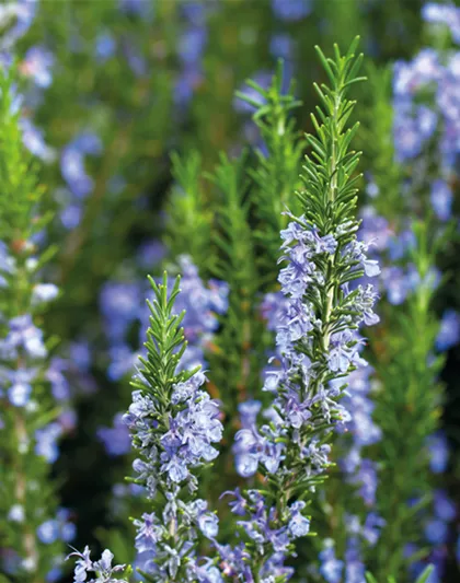 PFLANZE DER WOCHE: ROSMARIN