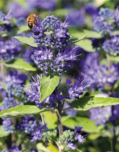 PFLANZE DES MONATS AUGUST: BARTBLUME