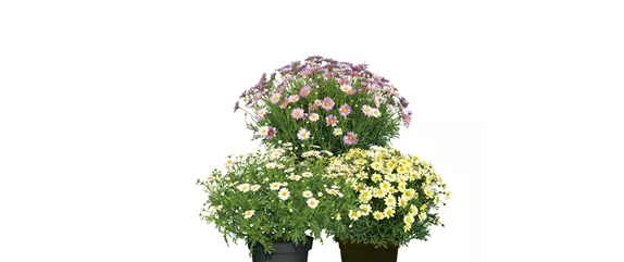 BLüHENDES MAKE OVER! 