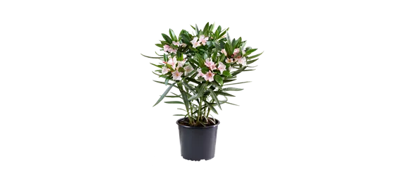 BLüHENDES MAKE OVER! 