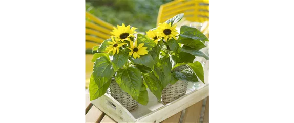 VOLLE BLüTE SOMMER! 