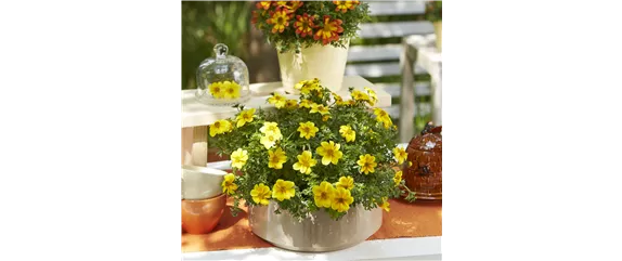 VOLLE BLüTE SOMMER! 