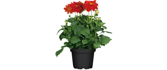 VOLLE BLüTE SOMMER! 