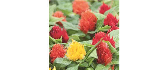 VOLLE BLüTE SOMMER! 