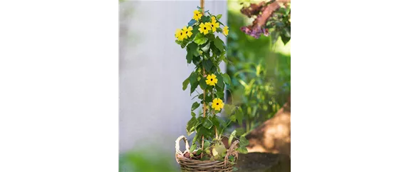 VOLLE BLüTE SOMMER! 