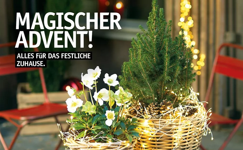 Winterblüher! - Unser aktuelles Prospekt