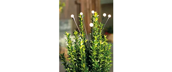 LICHTBLICKE IM WINTER-GARTEN!