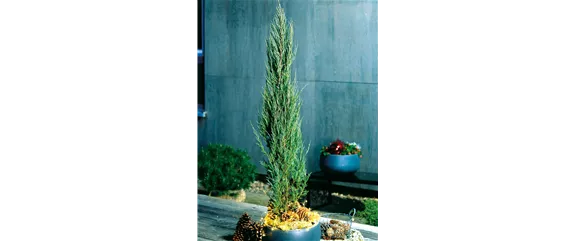 LICHTBLICKE IM WINTER-GARTEN!