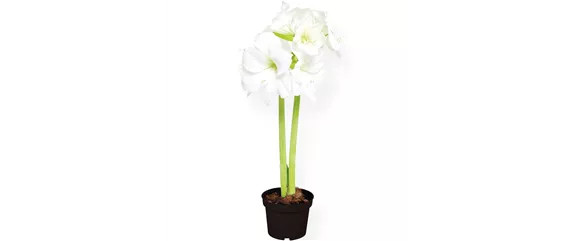 SCHöNE SCHLICHTHEIT!