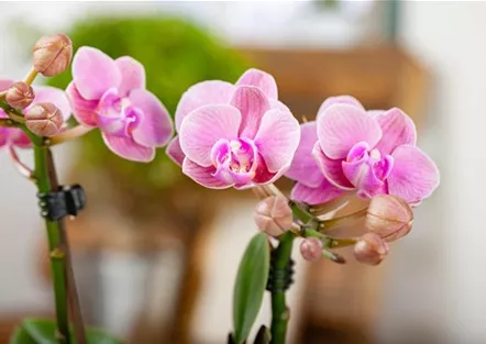 Phalaenopsis 