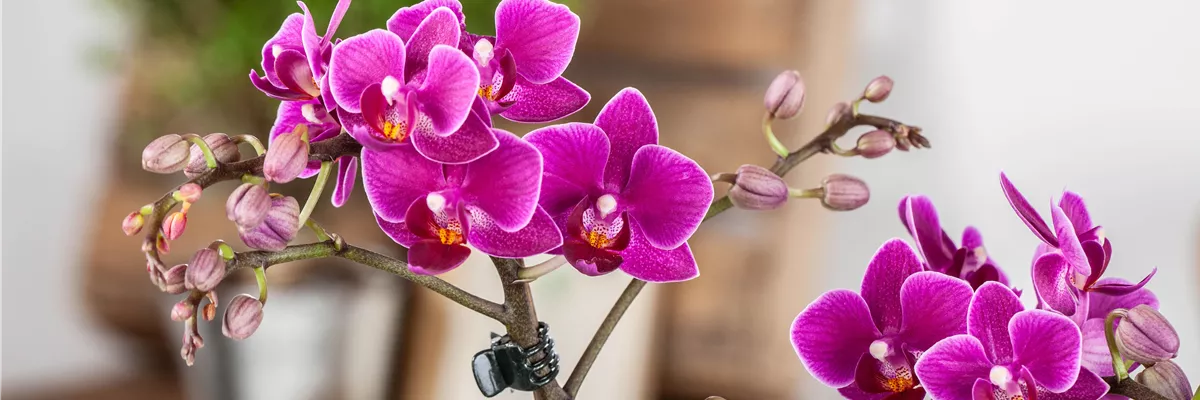 Pflanze des Monats Januar: Orchidee