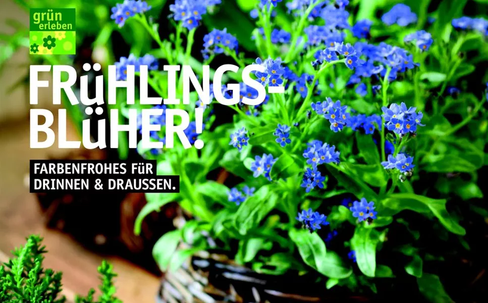 Frühlings-Blüher! - Unser aktuelles Prospekt