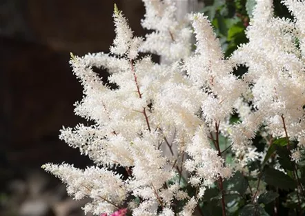 PFLANZE DER WOCHE: ASTILBE