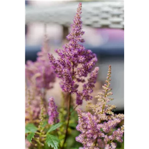 PFLANZE DER WOCHE: ASTILBE