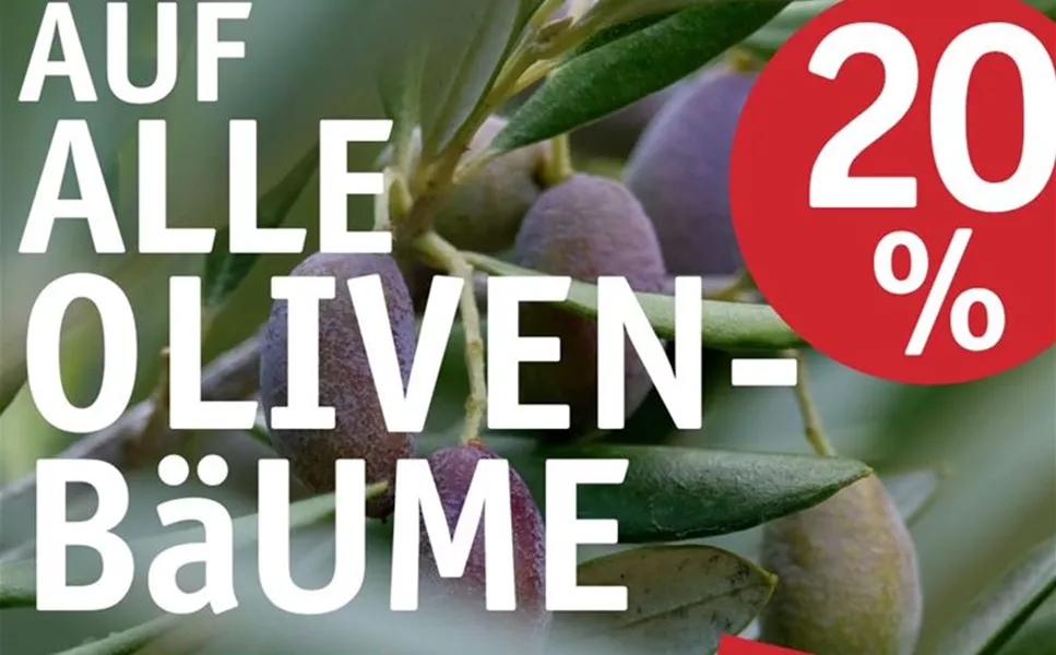 Aktuelles Angebot! - 20% auf alle Olivenbäume